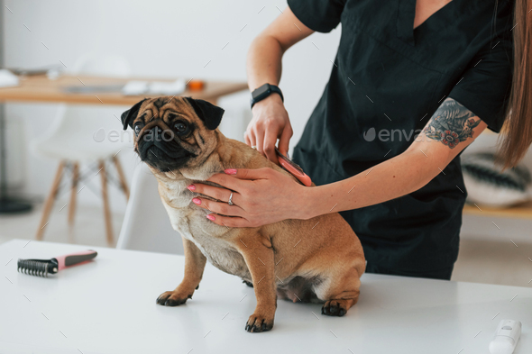 Pug clearance grooming brush